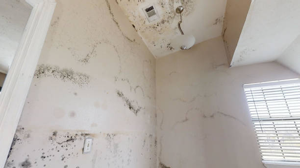 Best Mold Remediation for Rental Properties  in Gorman, NC